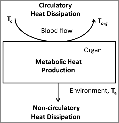 Figure 1. Simplified model of organ temperature control by oxidative metabolism, the circulation and non-circulatory heat dissipation. The heat production in the organ is proportional to the arteriovenous difference in oxygen content. The amount of heat removed by the circulation is proportional to the blood flow and the temperature difference between the blood leaving the tissue (equal to the organ temperature, Torg) and the blood entering the tissue (core body temperature, Tc). The amount of heat dissipating to the environment is proportional to the difference between organ temperature and ambient temperature.