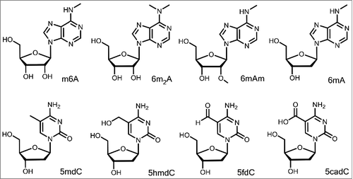 Figure 1. Examples of methylated and oxidized bases found in RNA and DNA.