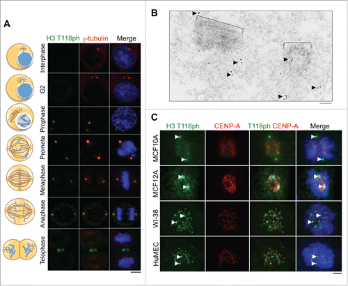 Figure 1. Localization of H3 T118ph to the centrosome during mitosis in human cells. (A) Immunofluorescence analysis of H3 T118ph in HeLa cells. Scale bar = 10 μm. (B) EM images of a mitotic centriole pair with immunogold labeling of H3 T118ph. Black arrows indicate groups of gold beads in the pericentriolar material that surrounds the centriole pair. Brackets indicate centrioles. Scale bar = 100 nm. (C) Immunofluorescence analysis of prometaphase cells from the indicated cell lines. CENP-A marks the centromeres. Arrows mark centrosomes. Scale bar = 10 μm.
