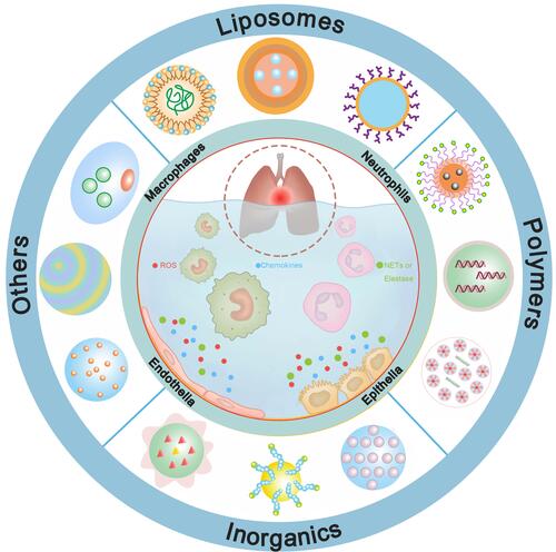 Figure 1 Nanomedicines can be fabricated based on various nanomaterials, including liposomes, polymers, inorganics, cell membranes, platelets, etc. They interfere one or more pathophysiologic processes of ALI to present beneficial effects.