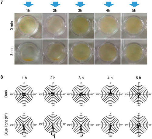 Fig 7–8. Phototaxis of sperm in Hormosira banksii at different times after spawning. Fig. 7. Blue light (blue arrows) was provided to sperm in dish plates. Dish phototaxis assays showing the appearance before and 3 min after unidirectional blue light provision. Brown colour in the photos represents sperm. Fig. 8. Plots showing the number of the cells moving in a particular direction relative to the blue light direction (θ°) (12 bins of 30°, n = 28 cells per each condition). Data for 1 h, 2 h, 3 h, 4 h and 5 h after spawning are shown without or with blue light