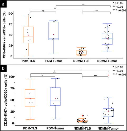 Figure 4. Proportions of proliferating T- and B-cells in the TLS and tumor site of PDM and NDMM. Box plots of the proportions of proliferating CD8+Ki67+ T-cells (A) or CD20+Ki67+ B-cells (B) at the TLS and tumor site in PDM and NDMM. The central box represents values from the lower to upper quartile, 25th to 75th percentile. The middle bar identifies the median, the maroon diamond depicts the mean, whiskers show minimum and maximum, and outliers are shown as red squares. Statistical comparisons were made by the Mann-Whitney U test when comparing cell proportions across PDM and NDMM specimens and by the Wilcoxon signed-rank tests when comparing cell proportions at the TLS and tumor site within the same biopsy specimen; **p < .01; ***p < .001.