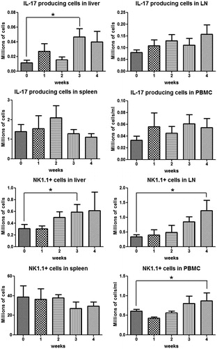Figure 11. IL-17-secreting cells and NK/NKT cells in different organs during AQ treatment in BN rats. IL-17-secreting cells were characterized as IL-17+, NK/NKT cells as NK1.1+. Values shown are means ± SE (n = 8 animals per group). Data were analyzed for statistical significance by a Mann–Whitney U-test. Value is significantly different from the control group; *p < 0.05.