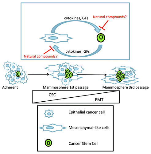Figure 1. Schematic hypothetical working model. Mammospheres contain both CSC and EMT-like cells. When grown as mammospheres in non-adherent and no-serum conditions, breast cancer cell cultures are progressively enriched in EMT-like cells. Inset: A functional crosstalk is established between mesenchymal-like cells and epithelial-like cancer stem cells. This leads to enrichment for both CSC-like and EMT-like cell subpopulations within mammospheres. Please note that the number of CSC-like breast cells is almost constant in serially passaged mammospheres, while the proportion of EMT-like cells increases. Natural compounds, like butein, may interfere with paracrine signaling, sustaining the emergence of the mentioned cell subpopulations.