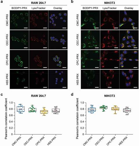 Figure 8. (a, b) CLSM images of RAW 264.7 (a) and NIH/3T3 cells (b) treated with BODIPY-labeled carboxylated PRX (green; 200 μM threaded β-CD) and HEE-PRX (green; 200 μM threaded β-CD) for 24 h at 37°C (Scale bars: 20 μm). The cell nuclei (blue) and endosomes/lysosomes (red) were stained with Hoechst 33,342 and LysoTracker Red, respectively. (c, d) Pearson’s correlation coefficient between BODIPY-labeled PRXs and LysoTracker Red in treated RAW 264.7 (c) and NIH/3T3 cells (d). The data are expressed as a box plot, wherein the upper and lower boundaries of the box indicate the 75th and 25th percentiles, respectively; the black and red lines within the box indicate the median and the mean, respectively, while the whiskers indicate the minimum and maximum (n = 20 cells)