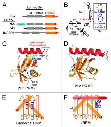 Figure 1. hLa and LARP7 proteins and Tetrahymena telomerase RNA. (A) Domain architecture of hLa, Tetrahymena p65, Euplotes p43 and human 7SK LARP7. Telomerase LARP7 p65 has a Tetrahymena specific N-terminal domain (in cyan) that is absent in other LARP7 proteins. (B) The secondary structure and conserved elements in Tetrahymena TER: S1 is stem 1, S2 is stem 2, SL4 is stem-loop 4, S4 is stem 4, TBE is template boundary element, PK is pseudoknot and TRE is template recognition element. The secondary structure and nucleotide sequence of the S4 construct used in this study is shown in the inset. The native nucleotides are in blue with numbering from full-length TER and the two (non-conserved) G-C base pairs at the bottom and terminal G(UUCG)C loop at the top are in gray. (C) The structure of p65 xRRM2 domain (PDB ID 4EYT). All the secondary structure elements are marked. The positions of the 46 residue β2-β3 loop and the unstructured C-terminal tail are marked. The RNP3 residues Y407 and D409 on β2, and conserved R465 on β3 are marked. (D) Structure of hLa RRM2 structure (PDB ID 1OWX). All the secondary structure elements are marked. The non-canonical helix α3 is in red. (E) Schematic representation of a canonical RRM with the position of RNP1 and RNP2 shown. (F) Schematic representation of xRRM with position of RNP3, conserved R465 and helix α3x shown. Residues of RNP3 in p65 xRRM2 (Y-X-D) shown.