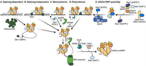 Figure 3. Maturation of box H/ACA snoRNAs. A) splicing-dependent H/ACA snoRNA processing: snoRNAs are spliced out of their host transcripts by the spliceosome. This generates intron lariats that require debranching by Dbr1 (human DBR1). After debranching, the premature snoRNAs undergo 5’ trimming by exonucleases Rat1/Xrn1 (human XRN2/XRN1) and 3’ trimming by the nuclear exosome. Yeast TRAMP complex places short oligo-A tails at the 3’ ends of the snoRNAs for exonucleolytic cleavage and recruits RNA exosome to pre-snoRNAs. In humans, NEXT complex recruits RNA exosome to pre-snoRNAs adenylated by PAPD5. Trimming of the last few 3’-tail nucleotides requires the action of Rrp6 in yeast. Poly(A) specific nucleases PARN and TOE1 are involved in removal of 3’-tail in humans. B) splicing-independent H/ACA snoRNA processing: These snoRNAs are released from their host transcript through endonucleolytic cleavage. In yeast, this endonuclease is Rnt1. They then undergo 5’ and 3’ processing similar to (A). C) independently transcribed monocistronic H/ACA snoRNAs: these snoRNAs are released from the host transcript by transcription termination and their m7G caps are subsequently hypermodified to trimethylguanosine (TMG) by Tgs1 (human TGS1). D) independently transcribed polycistronic H/ACA snoRNAs: these snoRNAs are generated as described in C but are cleaved between each snoRNA by Rnt1 at specific Rnt1 cleavage sites. Capped snoRNAs undergo hypermodification by Tgs1 to TMG. E) assembly of box H/ACA snoRNPs: SHQ1 is a critical chaperone for DKC1 that binds to DKC1 early in assembly. NUFIP1 binds NHP2 directly and is present in a pentameric complex of DKC1, SHQ1, NAF1, NOP10 and NHP2. R2TP (human HSP90, RUVBL1/2, PIH1D and RPAP3) is required for release of SHQ1. The last step in H/ACA snoRNP assembly is the release of NAF1 and binding of GAR1. Processing factors are in shades of green, assembly factors in shades of blue and snoRNP core proteins in shades of orange. To simplify, the crosstalk between transcription, processing and assembly steps is not depicted here.