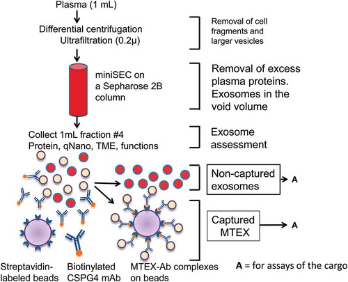 Figure 1. A schema for isolation of exosomes from plasma by mini-SEC followed by capture of MTEX from fraction #4 which contains the bulk of non-aggregated exosomes . The recovered exosomes are partly “purified” by removal of protein/high density lipoproteins (HDL) complexes on the miniSEC column. MTEX are co-incubated with biotinylated, pre-tittered anti-CSPG4 Ab and are captured on streptavidin-coated magnetic beads, and the bead-bound MTEX-Ab complexes are recovered using a magnet and non-captured exosomes in the supernatant are recovered. Both fractions are available for analysis (A), although free-floating non-tumour-derived exosomes have to be re-captured on beads for subsequent profiling by flow cytometry.