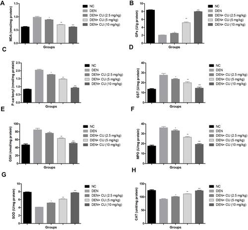 Figure 6 Effect of curcumae on the antioxidant parameters of obesity-induced hepatocellular carcinoma in rats. (A) MDA, (B) GPx, (C) p. carbonyl, (D) GST, (E) GSH, (F) MPO, (G) SOD and (H) CAT. Tested group rats were compared with the DEN control group rats. where *P<0.05, **P<0.01 and ***P<0.001 were considered as significant, more significant and extreme significant, respectively.