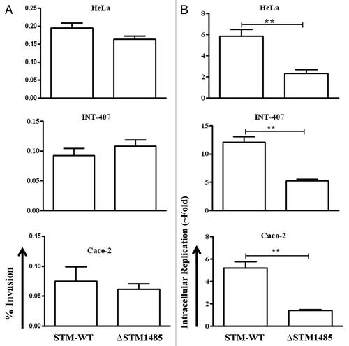 Figure 4. Invasion and intracellular fold replication of the ΔSTM1485 strain inside epithelial cells (INT-407, Caco-2 and HeLa). (A) Invasion of ΔSTM1485 was determined by lysing the infected cells 30 min post-infection. (B) Fold replication was determined by lysing the cells infected with the WT and the ΔSTM1485 at 2 h and 16 h post infection. Graphs are representative of three independent experiments, each with triplicate samples. Standard error bars are shown. (**p < 0.005) (Student's t-test).