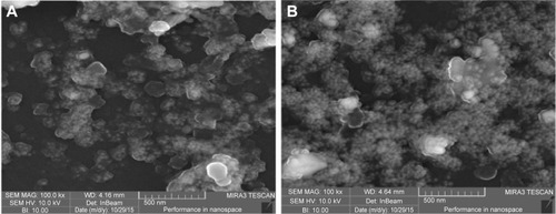 Figure 9 SEM images of AgNPs.Notes: (A) CE-mediated AgNPs. (B) WPE-mediated AgNPs. Scale bars 500 nm.Abbreviations: SEM, scanning electron microscopy; AgNPs, silver nanoparticles; CE, callus extract; WPE, whole plant extract.