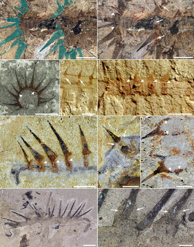 Figure 12. Cuticular taphonomy and relation to spines in luolishaniids. A–C, Acinocricus stichus. A, B, KUMIP 204353, close-up of middle body section dry (A) and wet (B). Upper softer cuticle is darker than sediment and annulated. Sclerotic ring and spines overlaid in cyan in A. C, KUMIP 153095. Array of spines joined together by sclerotic endocuticular ring. D, E, Luolishania longicruris, middle body section with sclerotic spine rings. Images courtesy of Xiaoya Ma. D, YKLP 11279. E, YKLP 11278. F–H, Collinsium ciliosum, sclerotic spine rings. Upper softer cuticle has a grey-blue colour. Images courtesy of Xiguang Zhang. F, YKLP 12131. G, YKLP 12135. H, YKLP 12137. I, J, Hallucigenia sparsa ROMIP 57776. I, Full specimen. Inset is J. J, Close-up of spine insertion, showing embedding in upper cuticle. Arrows point to soft upper cuticular remains; arrowheads point to parts of the endocuticular sclerotic tissue. Scale bars: A, B F–H, I, 5 mm; C, 10 mm; D, E, J, 1 mm.