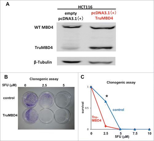 Figure 6. TruMBD4 enhances 5FU cytotoxicity independent of hMLH1 status. (A) Establishment of stable, TruMBD4-expressed HCT116 cell clones as shown by Western blot (right lane). Cells were transfected with a pcDNA3 plasmid (Invitrogen) encoding TruMBD4, and selected by G418. HCT116 cells transfected with an empty pcDNA3 plasmid served as negative control (left lane). β-actin served as a loading control. Note the marked increase in TruMBD4 expression relative to normal MBD4 protein expression. (B, C) Clonogenic assay. Cells were plated in growth medium supplemented by 10% FBS and containing various concentrations of 5-FU (0, 5, and 10 µM). After 10 d of growth, the culture plates were washed, fixed with methanol, and stained with 3% Giemsa (B). Previously viable clonal colonies of at least 50 cells were counted. The relative surviving fraction for each cell line was expressed as a ratio of the plating efficiency in treated cultures to that observed in the controls (C). The enhanced TruMBD4-overexpressed HCT116 cells increased 5FU cytotoxicity over control cells (*P<0.05 at 2.5 µM 5FU).