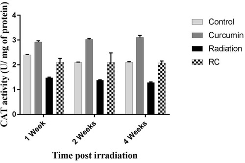Figure 2 Effects of irradiation pre- and post-treatment with curcumin on CAT activity (U/mg of protein) at 1, 2, and 4 weeks post-irradiation.