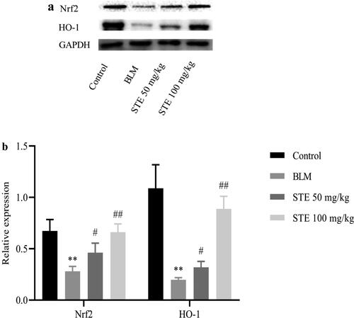 Figure 6. Effect of STE on the Nrf2 pathway. (a) The protein levels of Nrf2 and HO-1 were measured by Western blotting. (b) Relative density values showing the expression of Nrf2 and HO-1. n = 3 for each group. *p < 0.01 vs. control; #p < 0.05 and ##p < 0.01 vs. BLM.