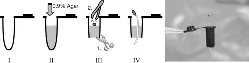 Figure 1  Seed sowing and germination in a bottomless tube with agar. The tube is filled with 0.6 mL 0.9% agar (I→II). After agar solidification, the tube bottom is cut (III.1) and a seed without a seedcoat is placed over the agar surface (III.2). The seed will germinate in 3 days (IV and far right).