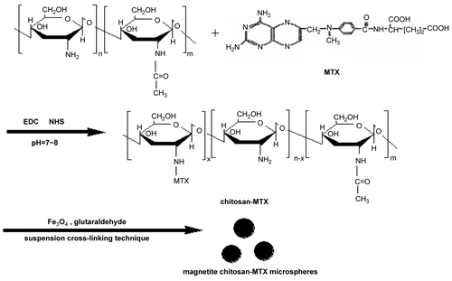 Figure 1.  Schematic representation of the preparation process of the magnetic chitosan–MTX microspheres.