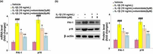 Figure 6. Etomidate inhibits the expression of PAI-1 and p16 against IL-1β. Cells were incubated with IL-1β (10 ng/mL) in the presence or absence of 3 and 6 μM etomidate. (a). mRNA of PAI-1 and p16; (b). Western blot of PAI-1 and p16 (###P < 0.005 vs. vehicle group; *, **P < 0.05, 0.01 vs. IL-1β group).