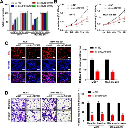 Figure 2 Knockdown of circZNF609 inhibits breast cancer cell proliferation, migration, and invasion in vitro.Notes: (A) qRT-PCR analysis of the interfering efficacies of three circZNF609-targeting siRNAs on circZNF609 and ZNF609 in MCF7 and MDA-MB-231 cell lines. (B) CCK-8 assay of MCF7 and MDA-MB-231 cells transfected with si-circZNF609#1 or NC. (C) EdU assay of MCF7 and MDA-MB-231 cells transfected with si-circZNF609#1 or NC. Scale bar=20 µm. (D) Transwell migration and Matrigel invasion assay of MCF7 and MDA-MB-231 cells transfected with si-circZNF609#1 or NC. Scale bar=20 µm. Data were represented as mean±SD of at least three independent experiments. *P<0.05, **P<0.01, ***P<0.001.Abbreviations: EdU, ethynyldeoxyuridine; NC, negative control; qRT-PCR, quantitative reverse transcription-PCR; CCK-8, cell-counting kit-8.