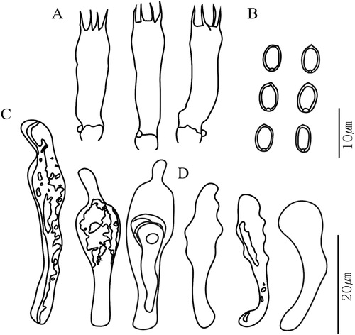 Figure 3. Microscopic features of the type species Pholiota squarrosa (SFC20140912-I01). (A) basidia; (B) basidiospores; (C) pleurocystidia; (D) cheilocystidia.