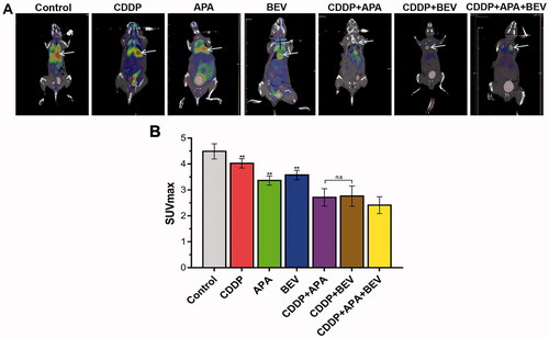 Figure 3. Combination therapy reduced glucose metabolism in LLC xenografts. (A) Representative 18F-FDG PET images of the indicated groups on day 18. (B) SUVmax values in the indicated treatment groups. The arrow shows the location of the internal tumours. Data are expressed as mean ± SD. ** p < .01 vs CDDP + APA + BEV. 18F-FDG PET/CT: Fluorine-18-fluorode oxyglucose (18F-FDG) micro-positron emission tomography/computed tomography; APA: apatinib; BEV: bevacizumab; CDDP: cisplatin; SD: standard deviation; LLC: Lewis lung cancer; n.s.: not significant; SUVmax: maximum standardised uptake value.