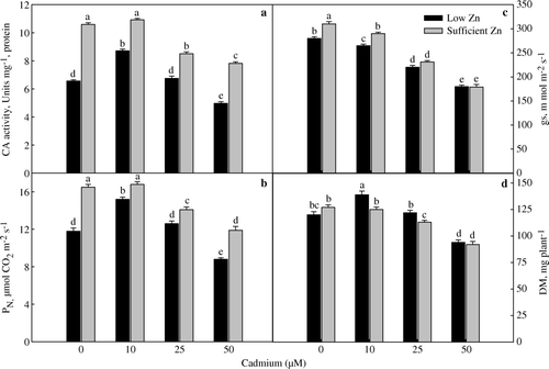 Figure 2.  Activity of carbonic anhydrase (a), net photosynthetic rate (b), stomatal conductance (c) and plant dry mass (d) of wheat (Triticum aestivum) grown with 0, 10, 25 and 50 µM Cd under low (0.5 µM Zn) and sufficient zinc (2 µM Zn) at 30 days of seedling emergence. Treatment mean±SE; (n=3). Data followed by the same letter are not significantly different at p≤0.05 level as determined by Duncan's multiple range test.