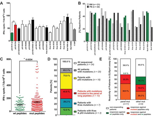 Figure 1. Relevance of mutation specific T cell responses in CRC patients. IFN-γ ELISpot analysis with T cells derived from of peripheral blood (PB) and bone marrow (BM) samples of 26 CRC patients. (A) IFN-γ-ELISpot analysis of peripheral blood (PB) derived T cells from a representative (HLA-A*0201 negative) CRC patient carrying the mutation p53 R175H in their primary tumor. Mutated peptide responses were tested against wt peptide responses (black *) and the negative assay control ((-) IgG, gray *). Wt peptide responses were tested against the negative assay control ((-) IgG, gray *) applying unpaired Student’s t-test. The assay was conducted in triplicates. (B) Percentage of patients responding to tested mutated and wt peptides in INFγ-ELISpot analysis. Peptide responses were considered specific in case they were significantly higher than responses towards the negative assay control (IgG, see Figure 1 (A)) in unpaired t-test. (C) Frequency of peptide-specific T cell responses against wt and mutated peptides. Accumulated ELISpot data from blood and BM samples of 26 CRC patients (unpaired t-test). Peptide responses were considered specific in case they were significantly higher than responses towards negative assay control ((-) IgG, see Figure 1 (A)) in unpaired t-test. (D) Distribution of KRAS and TP53 mutations in the tumors and/or metastasis of the CRC patient analyzed previously by ELISpot assay. DNA for exon sequencing of TP53 and KRAS genes was derived from paraffin embedded tissue of primary tumors and metastases of 24 CRC patients. (E) T cell reactivity of patients against wt and mutated peptides correlated with the mutations detected in the patients’ tumors and/or metastasis. panel mut = patients carrying mutations included in the panel of long peptides, other mut = patients carrying TP53 and KRAS mutations different from the mutations included in the panel of long peptides.