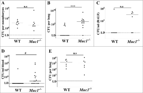 Figure 1. MUC1 controls pneumococcal levels in the lungs and blood of S. pneumoniae infected mice. Wildtype (WT) and Muc1−/− mice were infected intranasally with S. pneumoniae D39 strain. Pneumococcal levels were determined 16 hours (A, B, C and D) and 1 hour (E) after infection by colony-forming assay. (A) No significance difference in S. pneumoniae loads in the nasopharynx of WT and Muc1−/− mice. (B) Muc1−/− display significantly higher levels of S. pneumoniae in the lungs as compared with WT mice; data pooled from 2 independent experiments (###p < 0.001, 2-tailed Student's t-test) (C) S. pneumoniae detected in the broncho-alveolar lavage fluid (BALF) from infected WT and Muc1−/− mice. (D) A significantly higher number of S. pneumoniae-infected Muc1−/− mice developed bacteremia as compared with infected WT mice; data pooled from 3 independent experiments (#p < 0.05, Fisher's exact test). (E) After 1 hour of infection, similar levels of pneumococci were recovered from the lungs of WT and Muc1−/− mice. Graphs present individual mice (points) and group medians (horizontal bar). The limit of detection (LD, 100 CFU/ml) is shown as a dotted line. BALF- broncho-alveolar lavage fluid