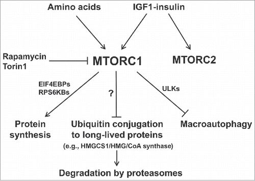 Figure 1. Summary of the multiple actions of MTORC1 that synergize to promote protein accumulation when nutrient supply and growth factors are high. Recent findings demonstrate the coordinate suppression of overall protein degradation by the ubiquitin-proteasome system as well as autophagy, which occur simultaneously with the enhancement of protein synthesis. Conversely, nutrient deprivation or MTOR inhibitors cause rapid increases in ubiquitination and overall proteolysis by these 2 systems as protein synthesis decreases.