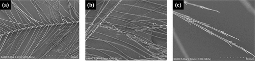 Figure 7. The microscopic morphology of down fiber without washing and drying treatment.
