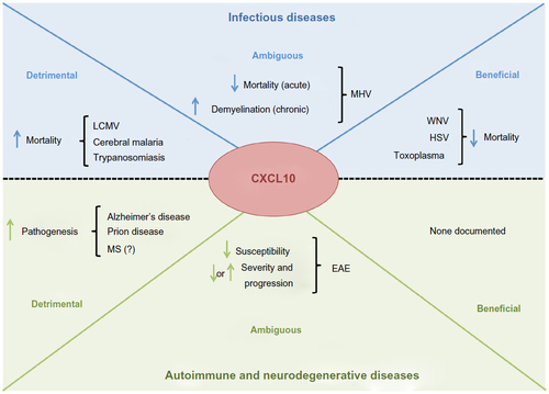 Figure 2 CXCL10 function can be either beneficial or detrimental to the host depending on the disease and context. Diseases of autoimmunity and neurodegeneration tend to be more severe in animals with a functioning CXCL10-CXCR3 axis. In contrast, the role of CXCL10 can be either beneficial or detrimental to the host during CNS infection. For example, during cerebral malaria, CXCL10 promotes a damaging infiltrate of leukocytes that does not appear to aid pathogen clearance. In comparison, CXCL10-driven responses to HSV appear protective by facilitating the entry of leukocytes that enhance pathogen clearance.