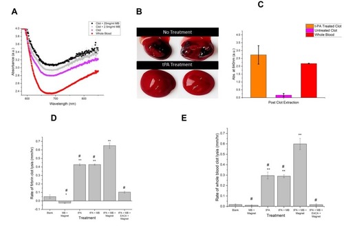 Figure 7 (A) Absorbance spectra of whole blood (red), blood clots (magenta), and blood clots with MNPs (abbreviated for brevity as “MB”) at two concentrations: 2.5 mg/ml (gray) and 25 mg/ml (black). (B) Photographs of untreated and tPA-treated clots after removal from the 96-well plate. (C) Absorbance values (at 640 nm) following clot extraction from the 96-well plate, n≥3. Higher values are seen with more liquid clots. (D) Rate of fibrin clot lysis (mm/hr), in response to different treatments. (E) Rate of whole blood clot lysis (mm/hr), in response to different treatments. For Panels (D and E), n ≥ 5. Significance is indicated as: *, p<0.05 versus blank; **, p<0.0001 versus blank; #, p<0.0001 versus tPA+MNPs+magnet.