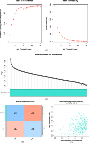 Figure 5 WGCNA. (A): WGCNA of threshold screening. (B): Coexpression gene clustering. (C): Correlations between gene clusters and type 2 diabetes patients; (D): Correlation analysis between most significant gene clusters and type 2 diabetes.