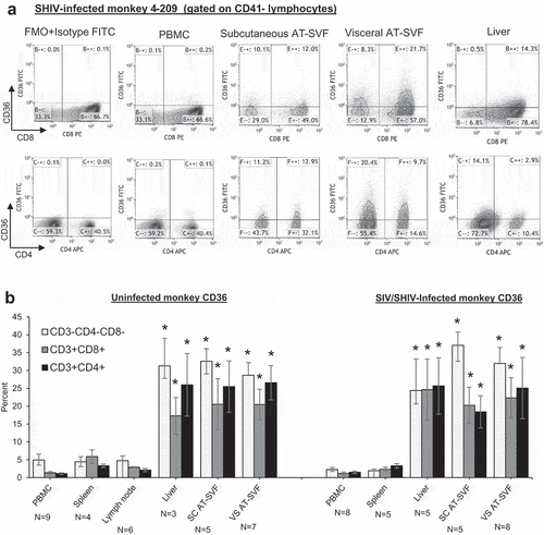 Figure 2. Upregulation of CD36 expression by rhesus monkey liver and adipose tissue SVF cells. Single cells were prepared from PBMC, spleen, lymph nodes, liver, and subcutaneous and visceral AT-SVF cells of uninfected and SIV- or SHIV-infected monkeys. CD36 expression was then examined on CD3-CD8-CD4-, CD3+CD8+, and CD3+CD4+ lymphocytes by flow cytometry. Shown in A are sample CD8/CD36 and CD4/CD36 flow cytometry dotplots (gated on live CD41- lymphocytes) of an SHIV-infected monkey, and B shows mean±sem CD36 expression (*p < 0.05 compared to PBMC, spleen, or lymph nodes; lymph nodes were not examined for infected monkeys).