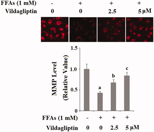 Figure 4. Vildagliptin restores FFA-induced reduced endothelial mitochondrial membrane potential (MMP). Human umbilical vein endothelial cells (HUVECs) were treated with high FFAs (1 mM) in the presence or absence of vildagliptin (2.5 μM, 5 μM) for 48 h. MMP levels were determined by TMRM staining (a, b, c, p < .01 vs. previous column group).