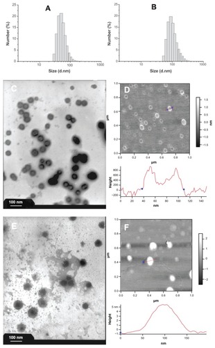 Figure 3 Size distributions and morphologies of blank and drug-loaded polyrotaxane nanoparticles. (A) DLS of blank nanoparticles; (B) DLS of drug-loaded nanoparticles; (C) TEM photograph of blank nanoparticles; (D) AFM image of blank nanoparticles; (E) TEM photograph of drug-loaded nanoparticles; (F) AFM image of drug-loaded nanoparticles.Abbreviations: DLS, dynamic light scattering; TEM, transmission electron microscopy; AFM, atomic force microscopy.