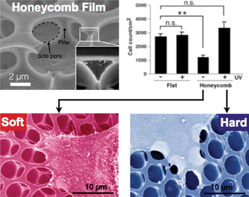 Figure 17. Mechanical regulation of cellular adhesion on elastomeric honeycomb films. Reproduced with permission from [Citation145] (Copyright 2013, American Chemical Society).