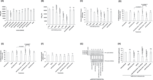 Figure 5. miR-150-5p overexpression inhibits SARS-CoV-2 infection of cells. (A, B, C) Expression of miR-150-5p mimic significantly lowers SARS-CoV-2 infection. (A) HEK-293 T cells were transiently transfected with 50 nM concentration of different miRNA mimics. At 24 h post transfection, these cells were infected with 1MOI of SARS-CoV-2. On 3rd day PI, the supernatant was collected, and the virus infectivity monitored in Vero cells and presented as TCID50. (B) In another set of experiments, the effect of different concentrations of miR-150-5p mimic on SARS-CoV-2 infection was assessed as above and the data presented as TCID50. (C) The viral load in the culture supernatant of cells treated with different concentrations of mimics and subsequently infected with SARS-CoV-2 was monitored by qPCR (for N gene expression). The relative fold change in the expression of N gene in cells transfected with various mimics compared to the untransfected cells (0 nM) is presented. Transfection of cells with Inh-150-5p opposes the effects of miR-150-5p mimic on SARS-CoV-2 infection of HEK-293 T (D) and Calu-3 (E) cells. Cells were either untransfected, mock transfected, transiently transfected with miR-150-5p mimic, scramble control (miR-SC), co-transfected with miR-150-5p mimic and Inh-150-5p, or co-transfected with miR-150-5p mimic and Inh-NS before infection with SARS-CoV-2. Data was plotted to represent the percentage of SARS-CoV-2 infection in transfected cells compared to untransfected cells. (F) RT-qPCR and (G) Western blotting analysis were performed for nsp10 mRNA and nsp10 protein levels, respectively, in the above SARS-CoV-2 infected cells. The blot is representative of four different experiments. (H) The above Western blotting data representing the nsp10 protein expression levels under various treatment conditions are presented as fold change compared to nsp10 levels in SARS-CoV-2 infected but untransfected cells (average ± s.d. from three experiments). Bars represent average ± s.d of four (panels A – F, H) individual experiments. Student t test was performed to compare groups. Two-tailed P value of 0.05 or less was considered statistically significant. *P < 0.05; **P < 0.01; ***P < 0.001; ns-not significant.