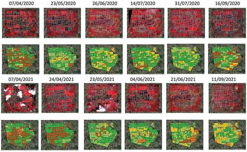 Figure 7. Base maps in standard false color composite and Classification maps at parcel level, as a result of the application of the Decision Tree model shown in Figure 5, and subsequent aggregation at the parcel scale of the whole PRISMA time series 2020–2021 (acquisition dates are reported on top rows. The legend is the same as in Figure 6