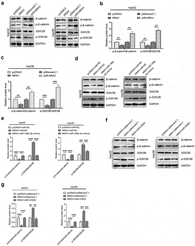 Figure 6. NRAV regulated the Wnt/β-catenin pathway via miR-199a-3p/CICD2 axis. (a) Western blot was employed to identify the protein levels of p-β-catenin, GSK3B, β-catenin and p-GSK3B by overexpression or knockdown of NRAV in HCC cells. (b and c) The p-GSK3B/GSK3B and p-β-catenin/β-catenin protein levels in (d) were quantified. Western blot of the p-β-catenin, β-catenin, p-GSK3B and GSK3B showed that protein levels were partly reversed by co-transfection using miR-199a-3p mimics. (e) The p-GSK3B/GSK3B and p-β-catenin/β-catenin protein levels in (c) were quantified. (f) Western blot of the p-β-catenin, β-catenin, p-GSK3B and GSK3B showed that protein levels were partly reversed by co-transfection with shR-CISD2. (g) Quantification of the p-GSK3B/GSK3B and p-β-catenin/β-catenin protein levels in (F). **p < 0.01, ***p < 0.001.