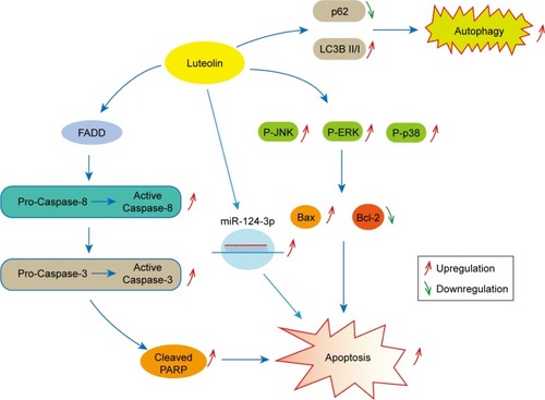 Figure 6 Experimental mechanism diagram.Note: Luteolin suppresses tumor proliferation through inducing apoptosis and autophagy via MAPK activation in glioma.