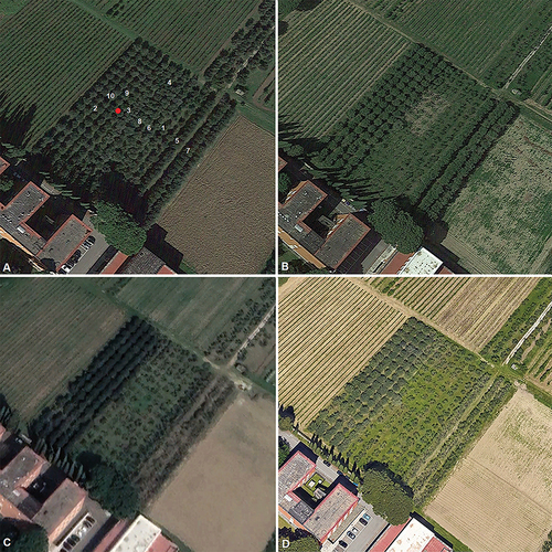 Figure 2. GoogleEarth true color composites of the study olive grove taken in October 2020 (A), June 2021 (B), March 2022 (C) and May 2022 (D). The numbers in A indicate the position of ten ground plots in which ceptometer observations were taken; the red point indicates the position of the SWC probe (see text for details).