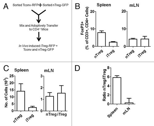 Figure 1. Preferential induction and accumulation of iTreg in mLN in vivo. (A) Schematic outline of adoptive transfer model. (B) 10 days after adoptive transfer, splenocytes and mLN cells from recipient CD4-/- mice were analyzed for the proportion of FoxP3-RFP positive in vivo iTreg cells and FoxP3-GFP positive nTreg cells out of total CD3+, CD4+ cells. (C) The absolute number of iTreg cells expressing FoxP3-RFP and nTreg cells expressing FoxP3-GFP were calculated. (D) The ratio of nTreg cells to iTreg cells was calculated in the spleen and mLN. Data illustrate the mean ± S.E.M. from four independent experiments, N ≥ 12 mice per group.