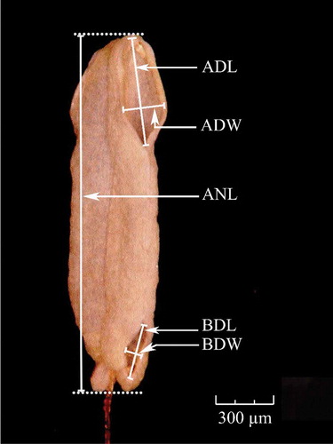 Figure 3. Exterior of dehisced anther. Anther characters were measured under a digital microscope. ADL: apical dehiscence length; ADW: apical dehiscence width; ANL: anther length; BDL: basal dehiscence length; BDW: basal dehiscence width.