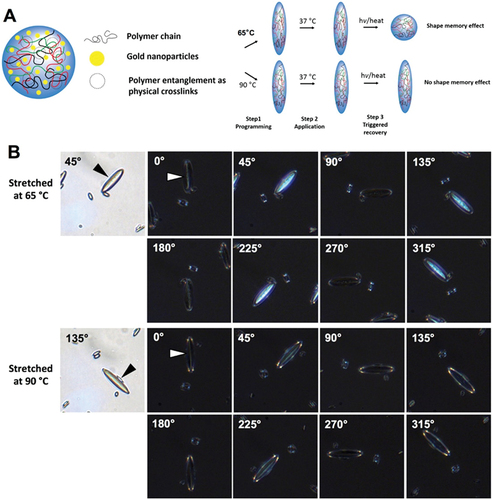 Figure 12. (A) Shape-memory effect in polymeric particles driven by entropy. Poly(d,l-lactic acid) particles encapsulating hydrophobic lipid-stabilized gold nanoparticles form physical cross-links due to high molecular weight. Stretching under different temperatures results in anisotropic shapes. Low-temperature stretched particles revert to their original shape upon thermal stimuli, while high-temperature stretched particles retain their deformed shapes. (B) Polarized light optical microscopy (POM) shows greater polymer alignment in particles stretched at 65°C compared to 90°C. Reprinted with permission from [Citation54], copyright American Chemical Society 2018.