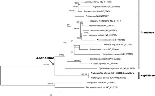 Figure 1. A maximum-likelihood (ML) tree reconstructed with the nucleotide sequence alignment set (without 3rd codon position) of 13 mitochondrial protein-coding genes (PCGs) showing relationships among 19 spider species belonging to the family Araneidae. Two tetragnathid spider species Tetragnatha nitens and Tetragnatha maxillosa are used as outgroups. The ML tree based on amino acid sequence alignment set from 13 PCGs yielded almost same topology with the nucleotide-based ML tree. Nodal supports are inferred from the ultrafast bootstrap method with 1000 bootstrap replicates using the IQ-TREE webserver: bootstrapping values in percent (BP) obtained using the nucleotide data set (left) and amino acid data set (right) on each node.