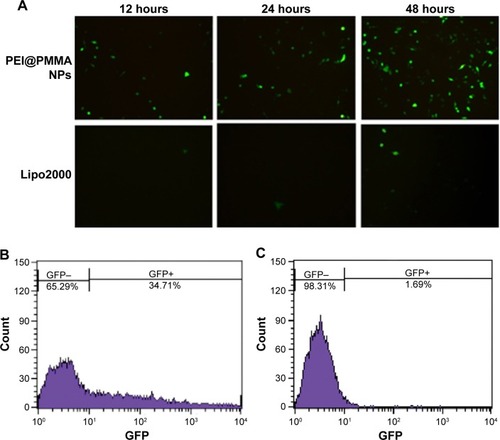 Figure 5 Transfection efficiency of PEI@PMMA/miRNA system in vitro.Notes: (A) Fluorescent images (200×) of KCs expressing GFP after the treatment by PEI@PMMA NPs/miRNA and Lipo2000/miRNA under different incubation times (12 hours, 24 hours, and 48 hours). (B) Transfection efficiencies of PEI@PMMA NPs/miRNA at 48-hour transfection in KCs determined by a flow cytometry. (C) Transfection efficiencies of Lipo2000/miRNA at 48-hour transfection in KCs determined by a flow cytometry.Abbreviations: GFP, green fluorescent protein; KCs, Kupffer cells; Lipo2000, Lipofectamine 2000; NPs, nanoparticles; PEI, polyethyleneimine; PMMA, poly(methyl methacrylate).