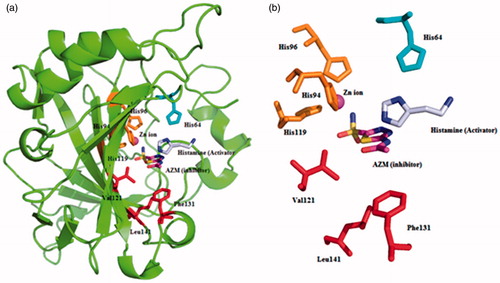 Figure 1. Superimposed ribbon diagram (a) and active site detail (b) of the CA II isozyme (PDB codes 1AVNCitation22 and 3HS4Citation37) with the activator histamine and the well known CAI 5-acetamido-1,3,4-thiadiazole-2-sulphonamide (acetazolamide, AZM). Acetazolamide is coordinated to the zinc ion being bound deep within the active site, whereas histamine does not interact with the metal ion and is bound at the entrance of the cavity. The zinc ion (magenta) is coordinated by three histidine residues (His 94, His 96, and His 119, in orange) and some key amino acids on active site were shown (in red). The proton shuttle residue His 64 is also shown (in cyan). Figure made using PyMol (DeLano Scientific).