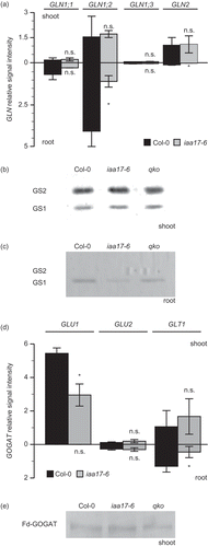 Figure 6. mRNA expression and accumulation of the genes related to ammonium use.Plants were grown in a hydroponic solution containing 2 mM NH4NO3 for 6 weeks. Transcriptional levels of glutamine synthetase (A, GLN1;1, GLN1;2, GLN1;3 and GLN2) and glutamate synthase [D, GLU1, (Fd-GOGAT1), GLU2 (Fd-GOGAT2), and GLT1 [NADH-glutamine oxoglutarate aminotransferase (NADH-GOGAT)] were determined with qPCR. Bars indicate the relative signal intensity of the genes in either shoot or root ± standard deviation (SD; n = 6). Significant differences between wild type and mutant, identified by the Student’s t-test, are marked with asterisks: *P < 0.05. The accumulation of GS (B and C) and GOGAT (E) were determined using protein gel blot analysis. Antibodies raised against recombinant rice GS1 (B for shoot sample, and C for root sample) and antibodies raised against rice Fd-GOGAT (E for shoot sample), were used for staining.