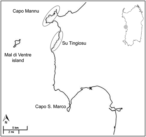 Fig. 1. Study area in the Sinis Peninsula (CW-Sardinia); the circles indicate the main localities of Capo Mannu and Su Tingiosu where Helianthemum caput-felis grows.